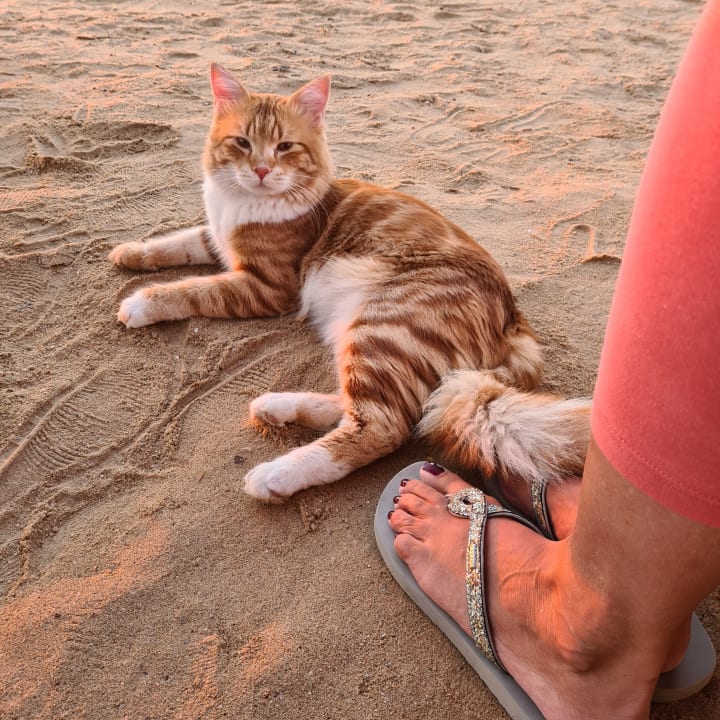 Sonstiges Shams Prestige Abu Soma-Adults Only