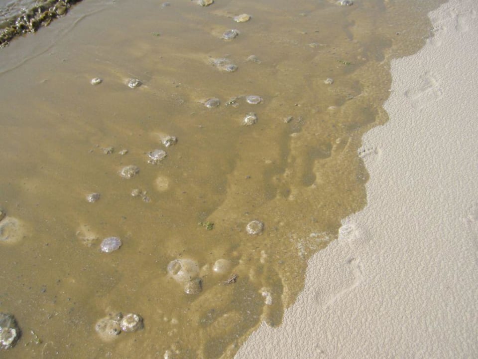 Quallensuppe am Strand von Sankt Peter Ording Strandgut Resort