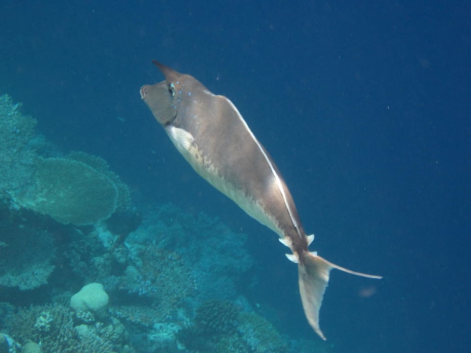 Doktorfisch Kuramathi Maldives
