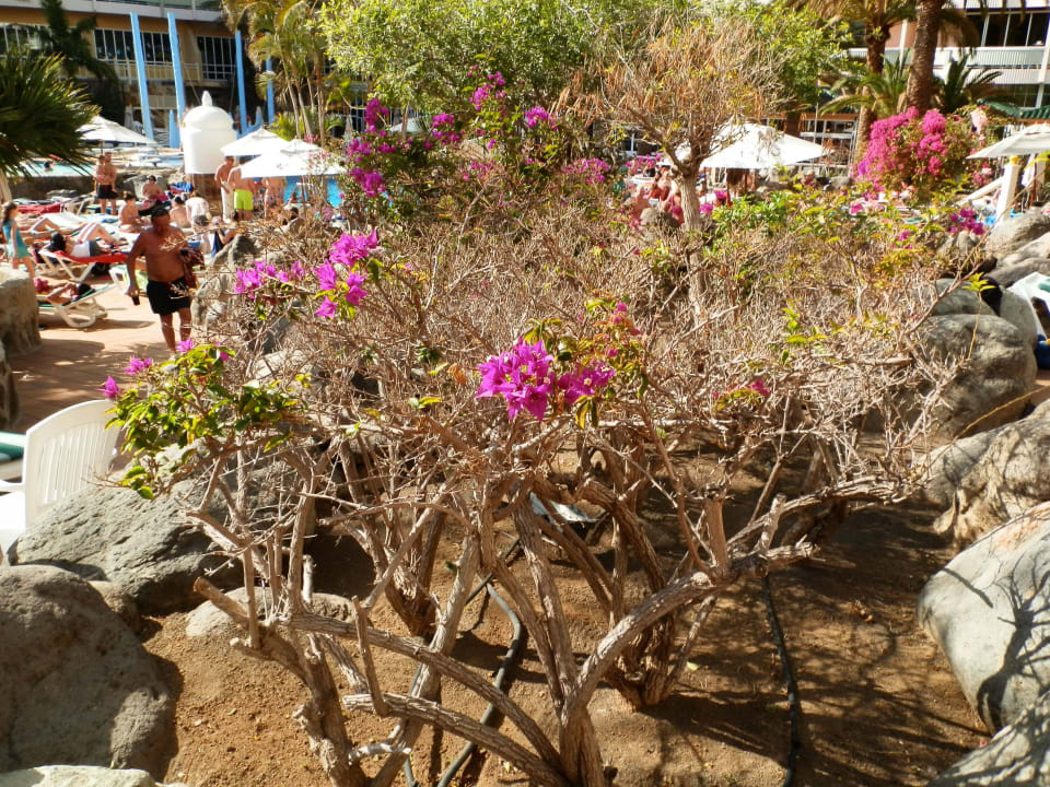 Blühende Pflanzen Abora Buenaventura by Lopesan Hotels