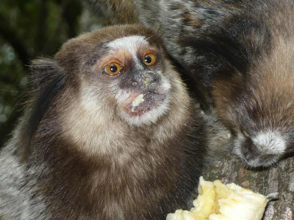 Kleine Äffenchen besuchen uns häufig beim Frühstück Pousada Canto no Bosque