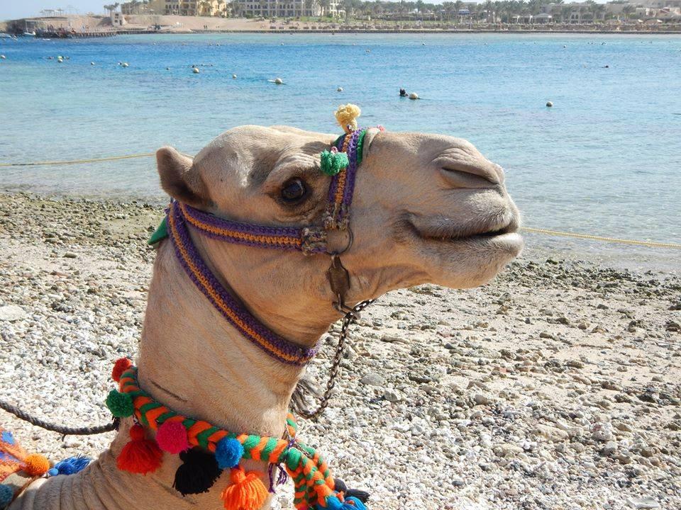 Rico das Kamel - relaxed Steigenberger Coraya Beach - Adults only