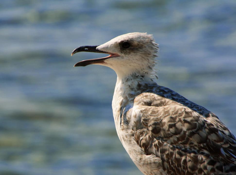 Hotel Vespera Family Hotel Vespera