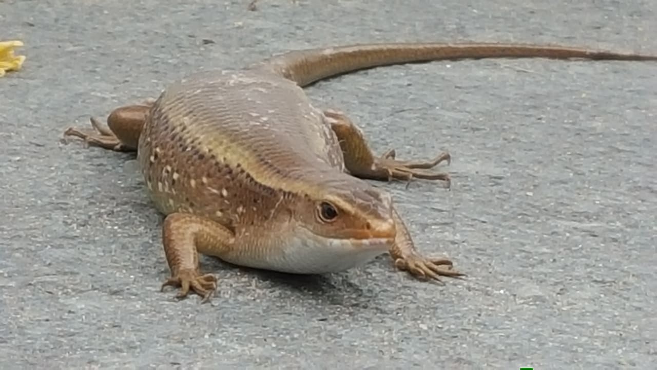 Besucher am Pool Hotel Hoi An Beach Resort