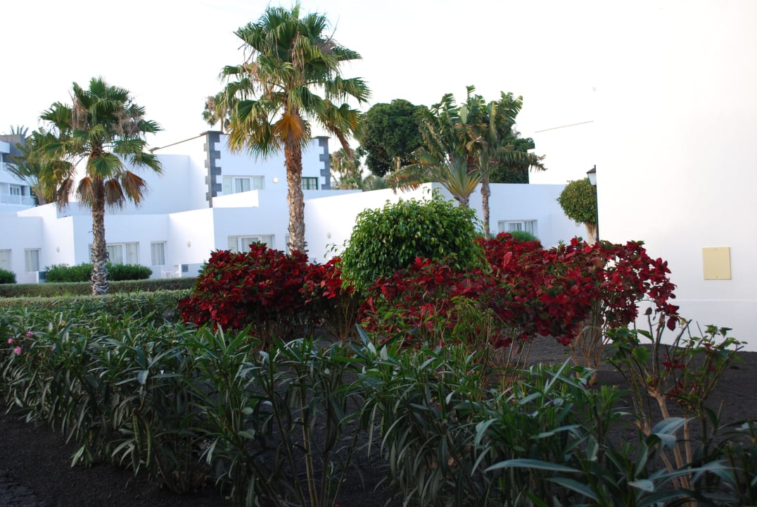 Palmen Hotel Riu Paraiso Lanzarote
