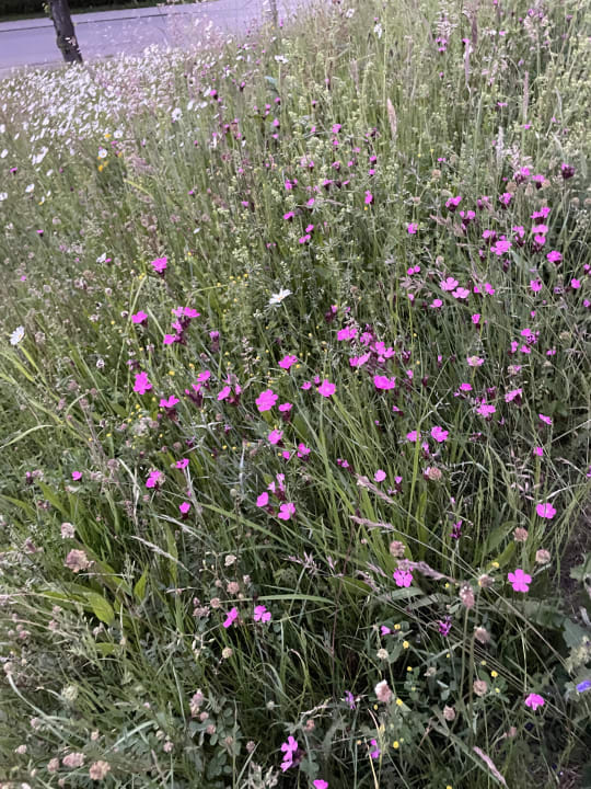 Gartenanlage Gesundheitshotel König