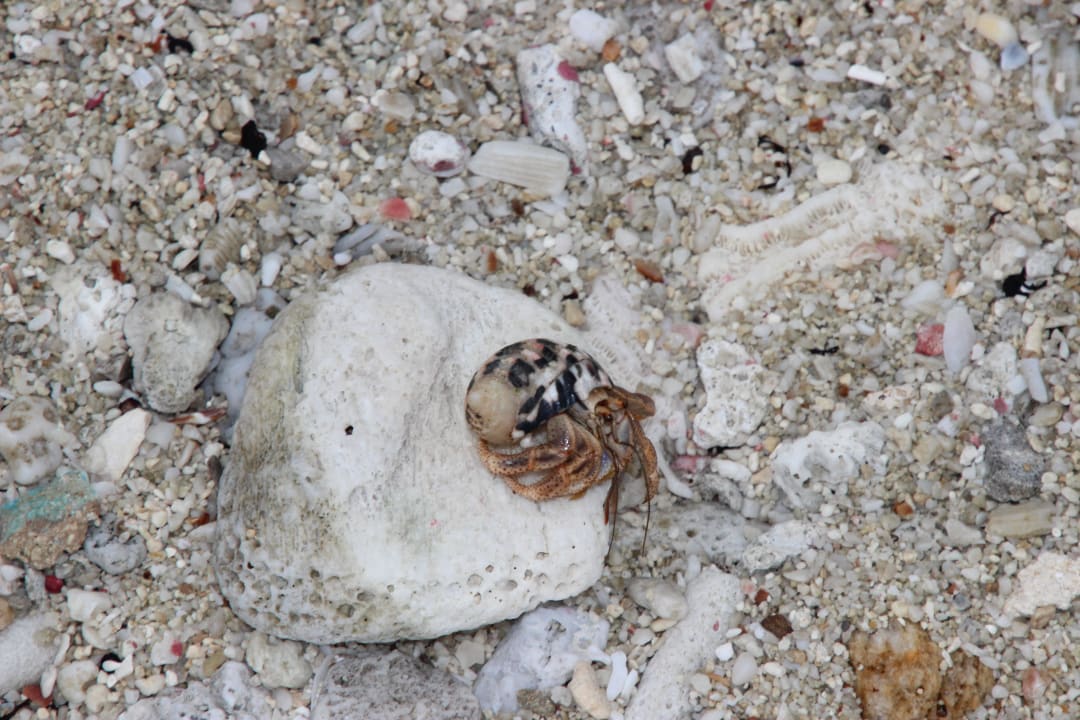 Strandbewohner Grand Oasis Tulum Riviera - All Inclusive