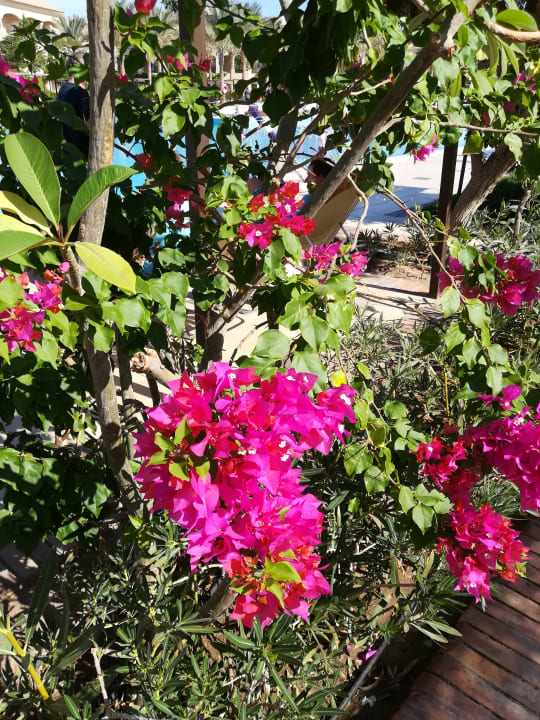 Gartenanlage JAZ Aquamarine Resort