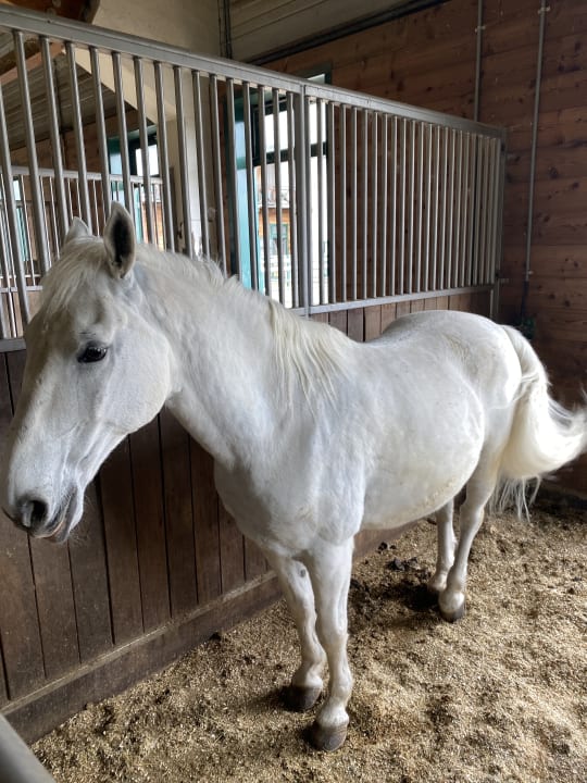 Sport & Freizeit Hotel Reiters Supreme