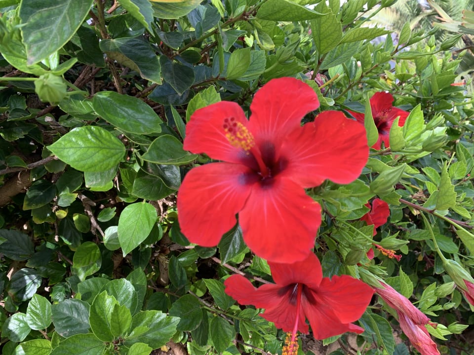 Gartenanlage ROBINSON ESQUINZO PLAYA