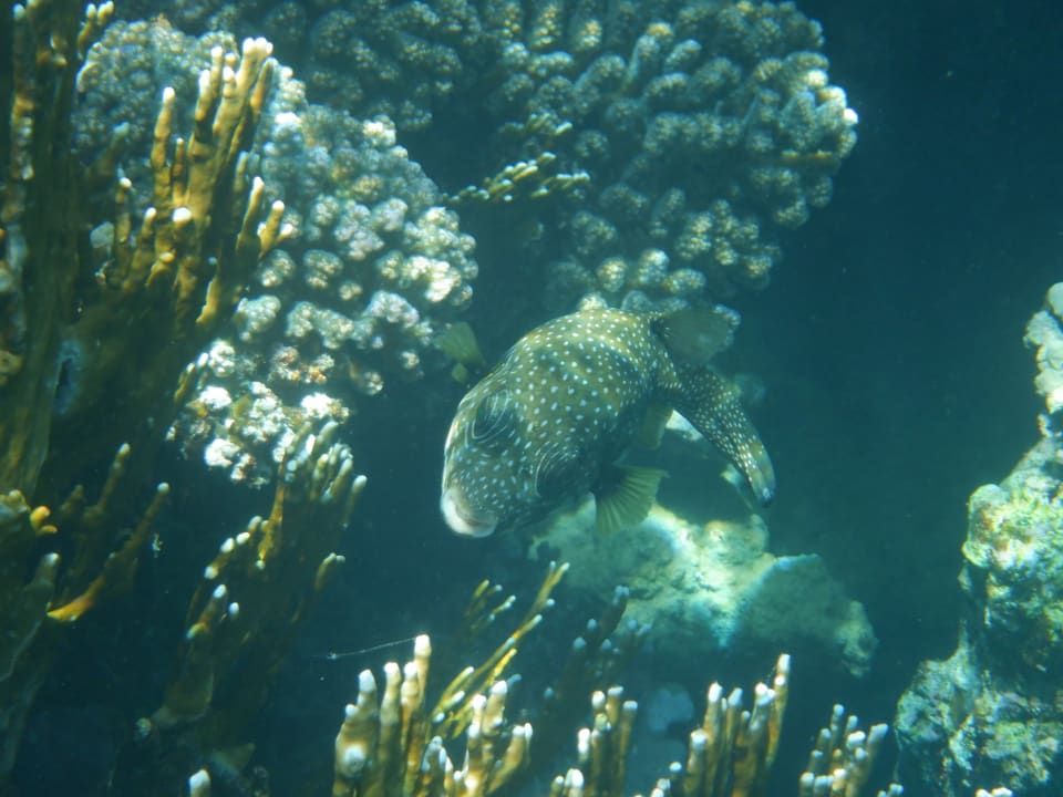 Sport & Freizeit Steigenberger Coraya Beach - Adults only