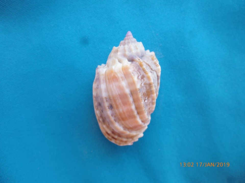 Sonstiges Jaz Makadi Oasis Resort