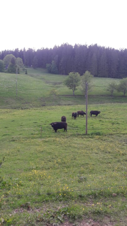 Ausblick Schwarzwaldhof Susanna
