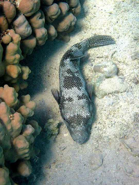 Čtyřzubec Swisstouch Oriental Resort Marsa Alam