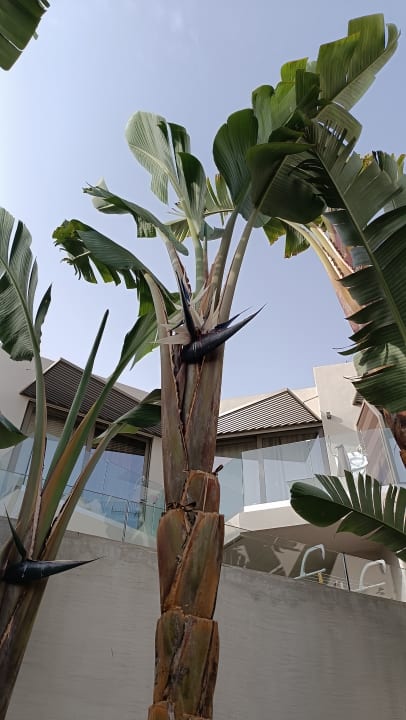 Gartenanlage Nefeli Hotel Rethymno