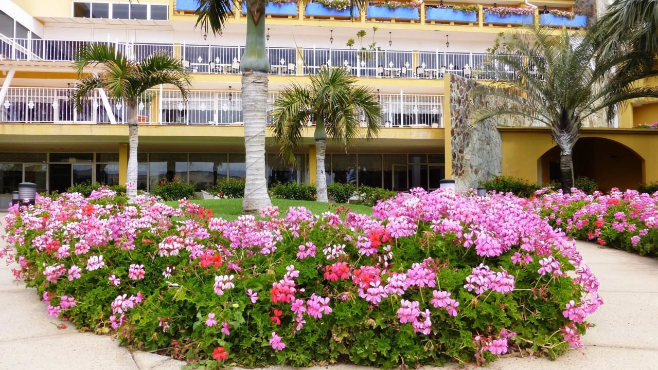 Geranien wo hin man sieht Club Hotel Drago Park