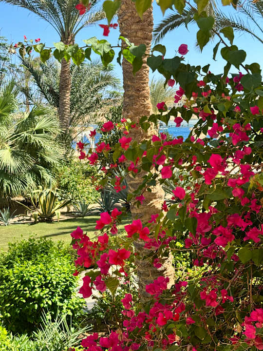 Gartenanlage Steigenberger Coraya Beach - Adults only