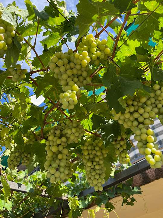 Gartenanlage Private Villa Miletić