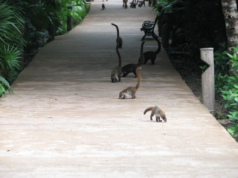Nasenbärfamilie auf dem Hauptweg Catalonia Playa Maroma