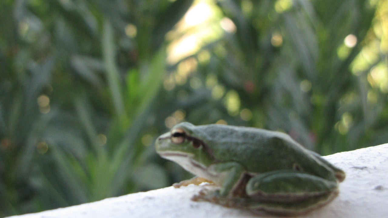 Laubfrosch am Abend auf unserem Balkon im Hotel Hotel Tigaki's Star