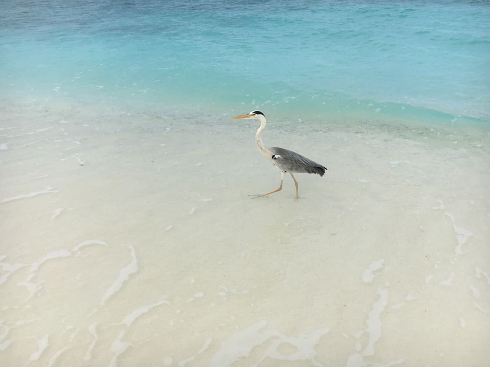 Strand NH Collection Maldives Reethi Resort