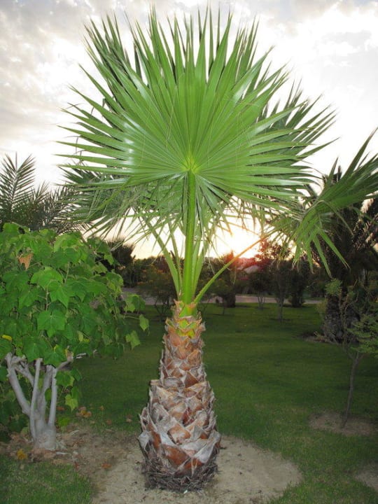 Garten VONRESORT Golden Beach