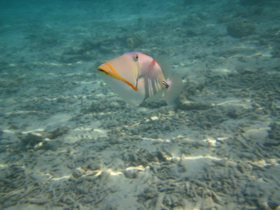 Fisch Adaaran Select Meedhupparu Island Resort - Premium All Inclusive