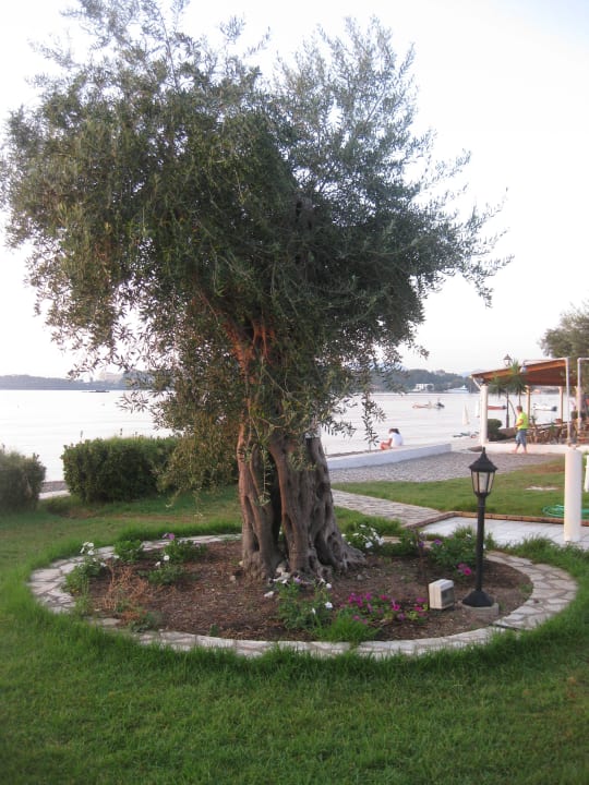 Aug 16 - Olivenbäume Elea Beach Hotel