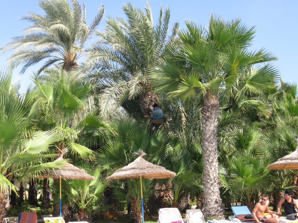 Autour de la piscine The Ksar Djerba Charming Hotel & SPA