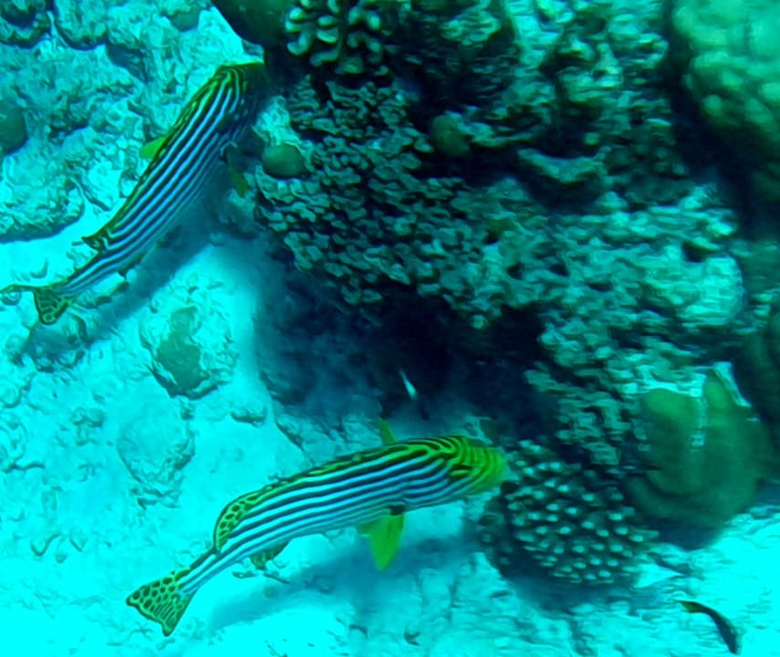 Sport & Freizeit Filitheyo Island Resort