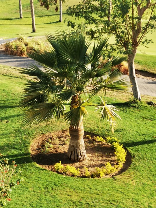 Gartenanlage Steigenberger Makadi Hotel - Adults only