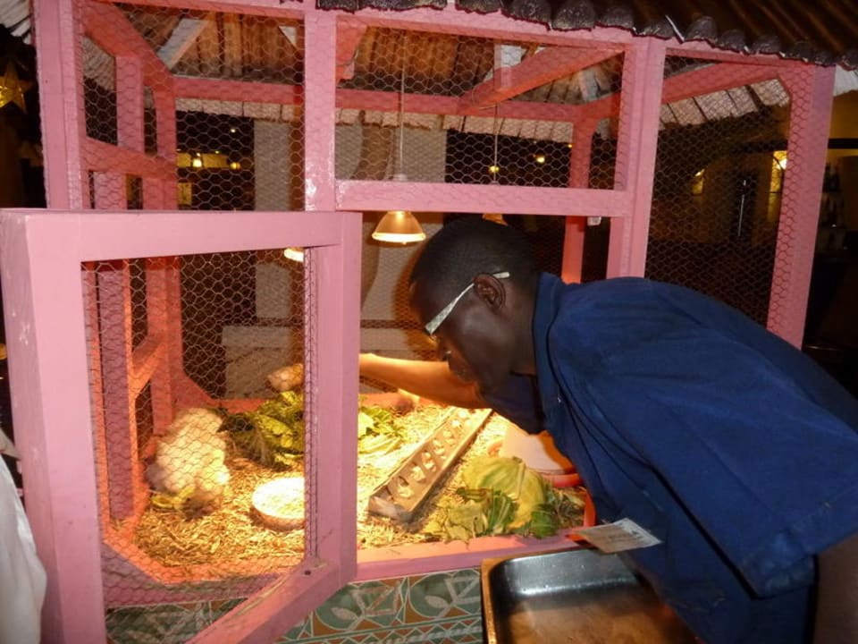 Essen wird für die Kücken und Hasen nachgefüllt Hotel Southern Palms Beach Resort