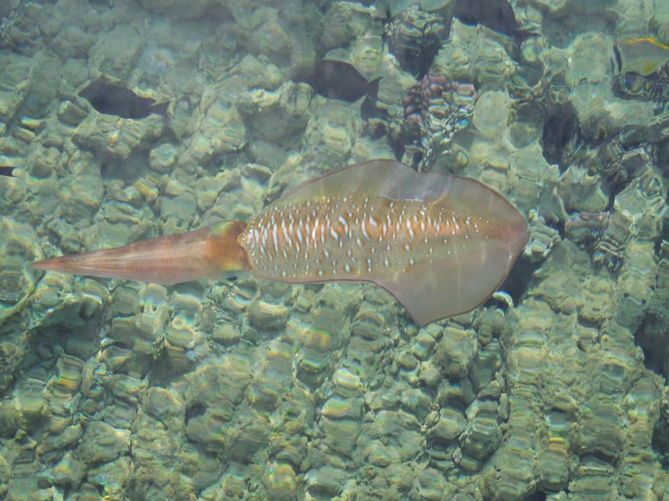 Vom Steg fografiert. Calamari? Jaz Makadi Oasis Resort