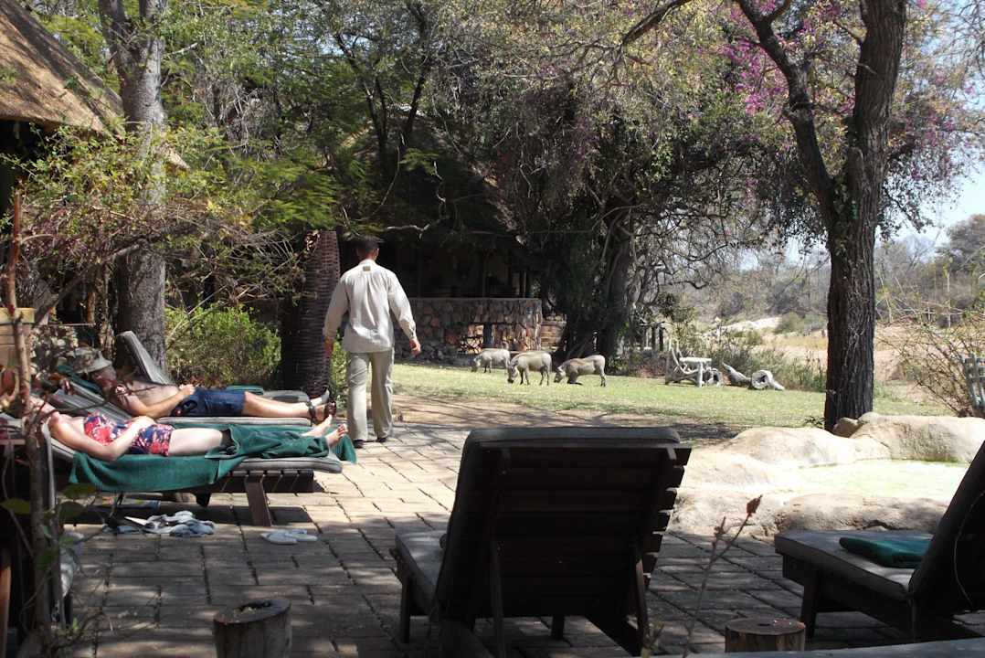 Tierische Besucher Motswari Private Game Reserve & Geiger's Camp