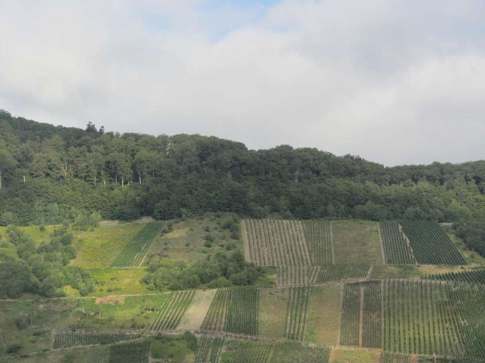 Ausblick Pension-Weinhaus Flesch-Prüm