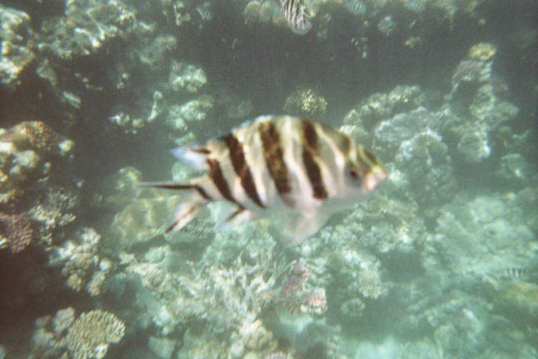 Unter Wasser Pickalbatros Royal Moderna Resort-Sharm El Sheikh