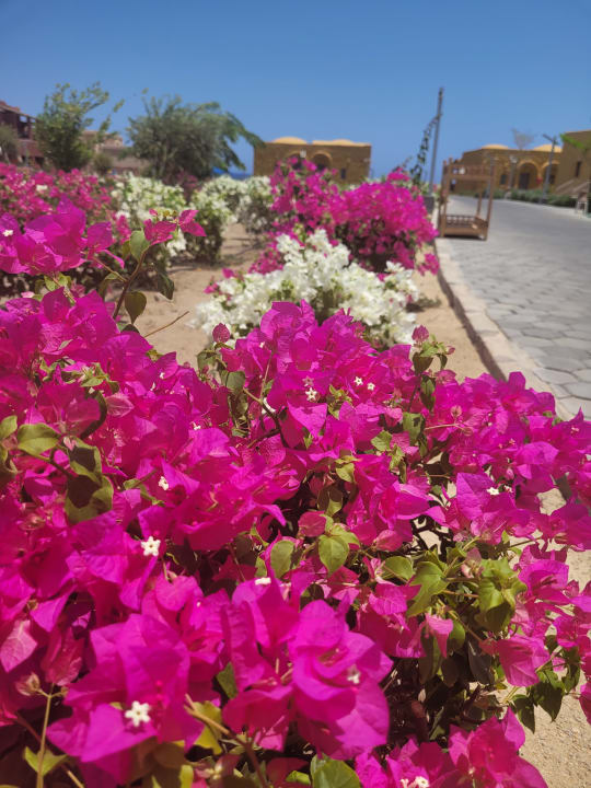 Gartenanlage Pickalbatros Villaggio Resort - Portofino