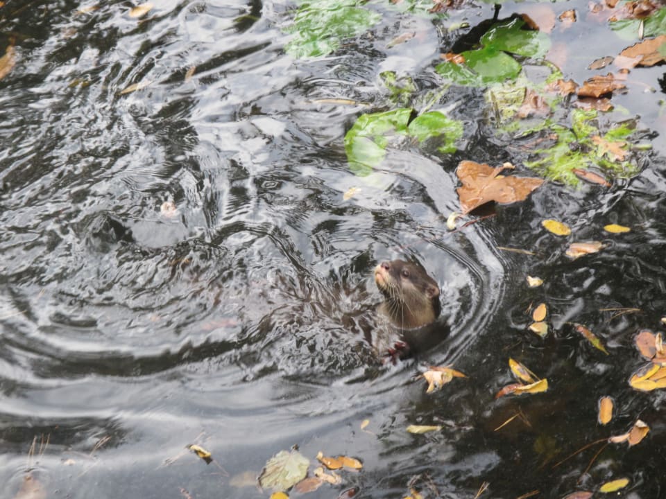 Sonstiges Center Parcs De Kempervennen