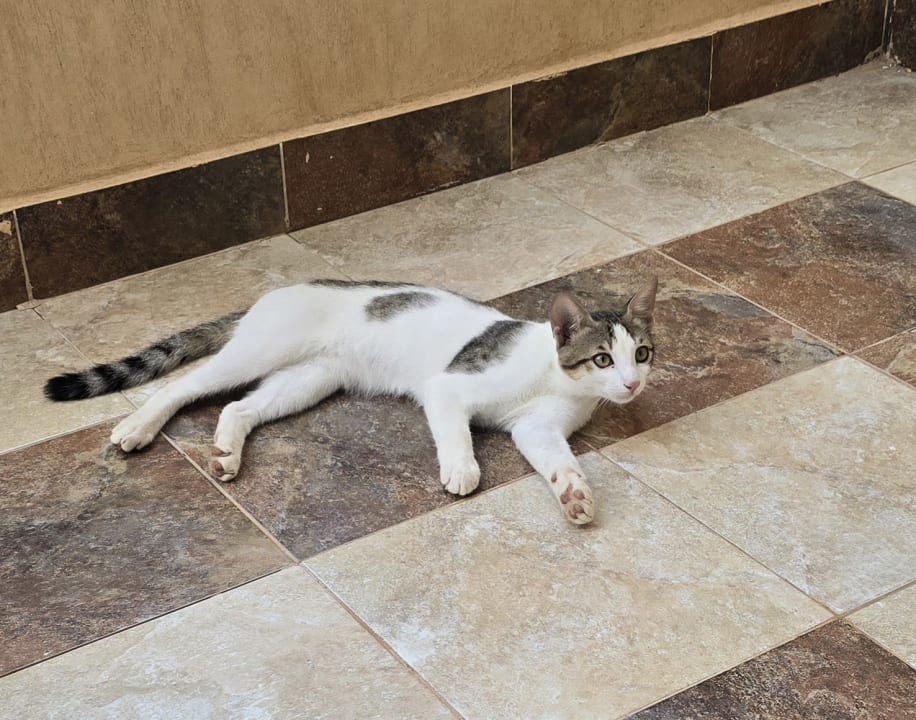 Sonstiges Three Corners Equinox Beach Resort