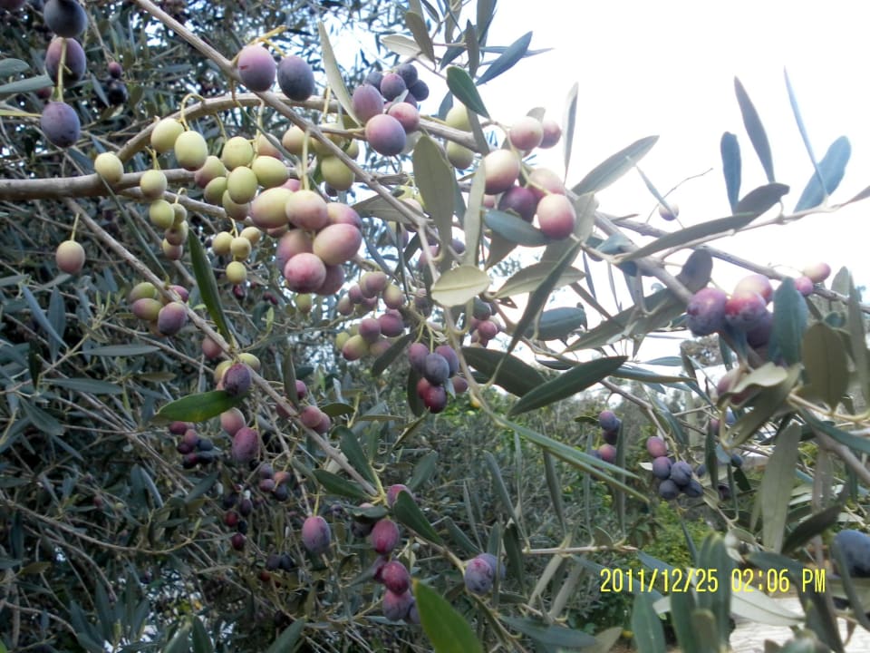 Olivenbaum The Orangers Beach Resort and Bungalows