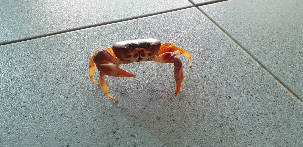 Außenansicht ASTON Costa Verde Beach Resort