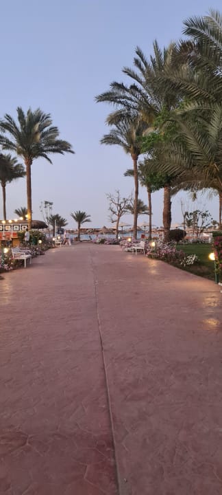 Sonstiges Desert Rose