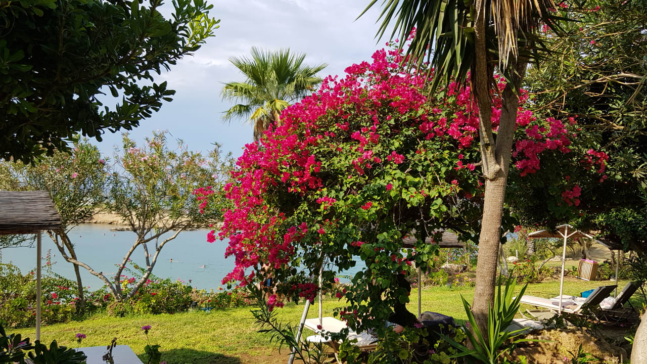 Gartenanlage Crystal Springs Beach Hotel