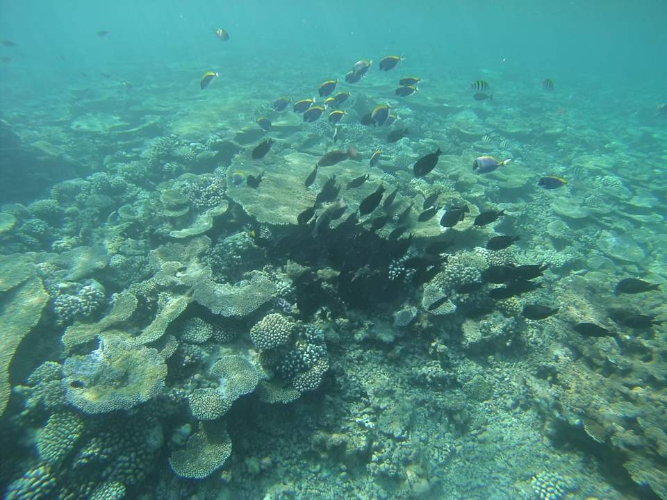 Sport & Freizeit Summer Shade Maldives