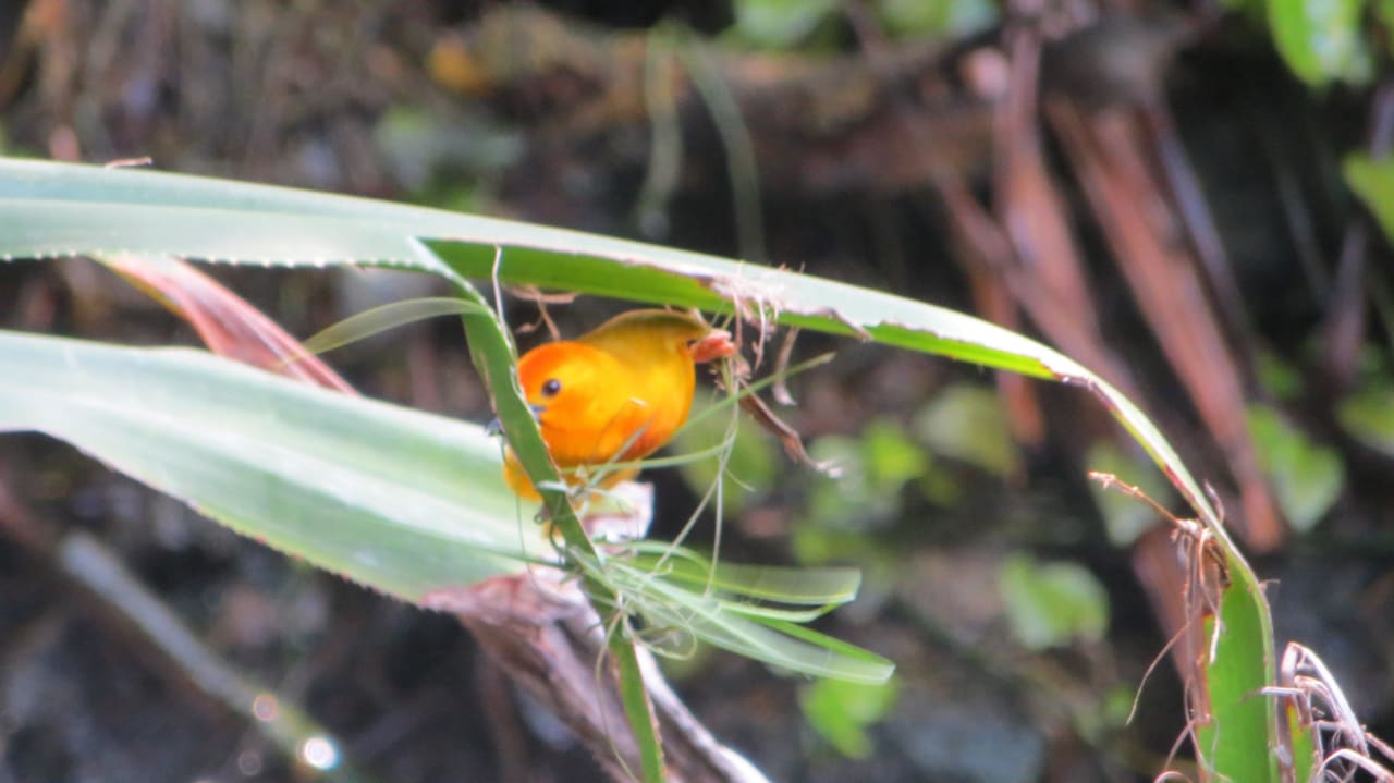Kleine Webervögel an der Lobby und am Restaurant  Hotel Southern Palms Beach Resort