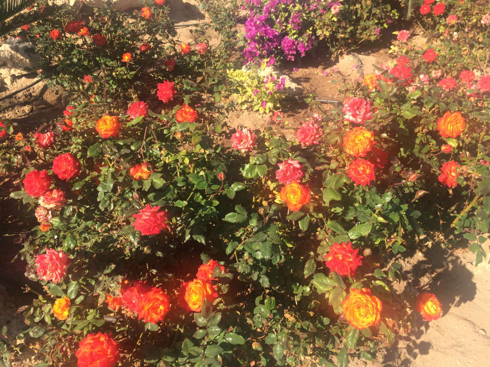 Gartenanlage Pickalbatros Citadel Resort