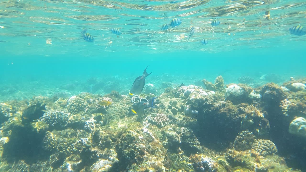 Strand Jaz Solaya