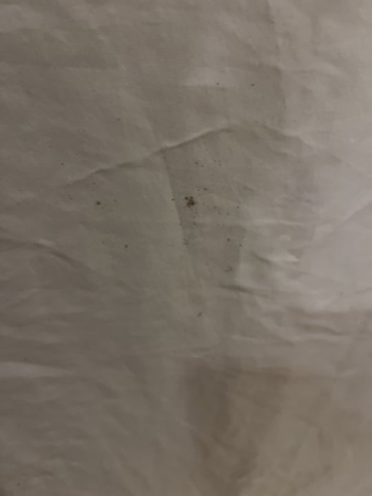 Zimmer Sunshine Rhodes