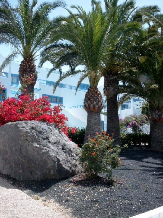 Vegetation am Hotel Costa Mar Aparthotel Costa Mar