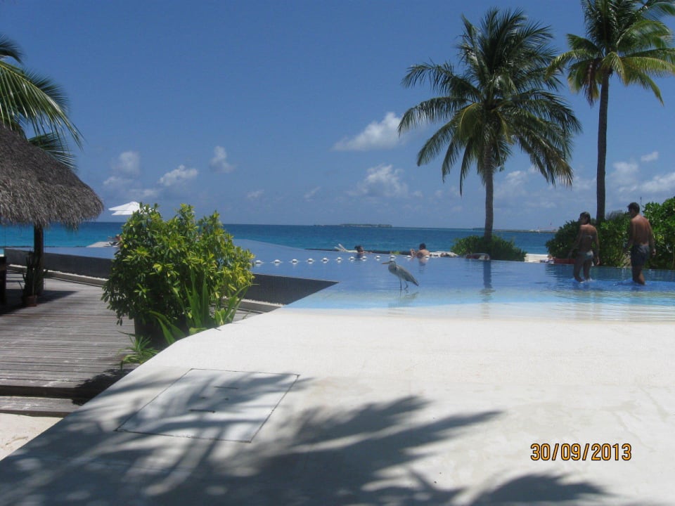 Pool mit endlosem Blick aufs Meer Kuramathi Maldives